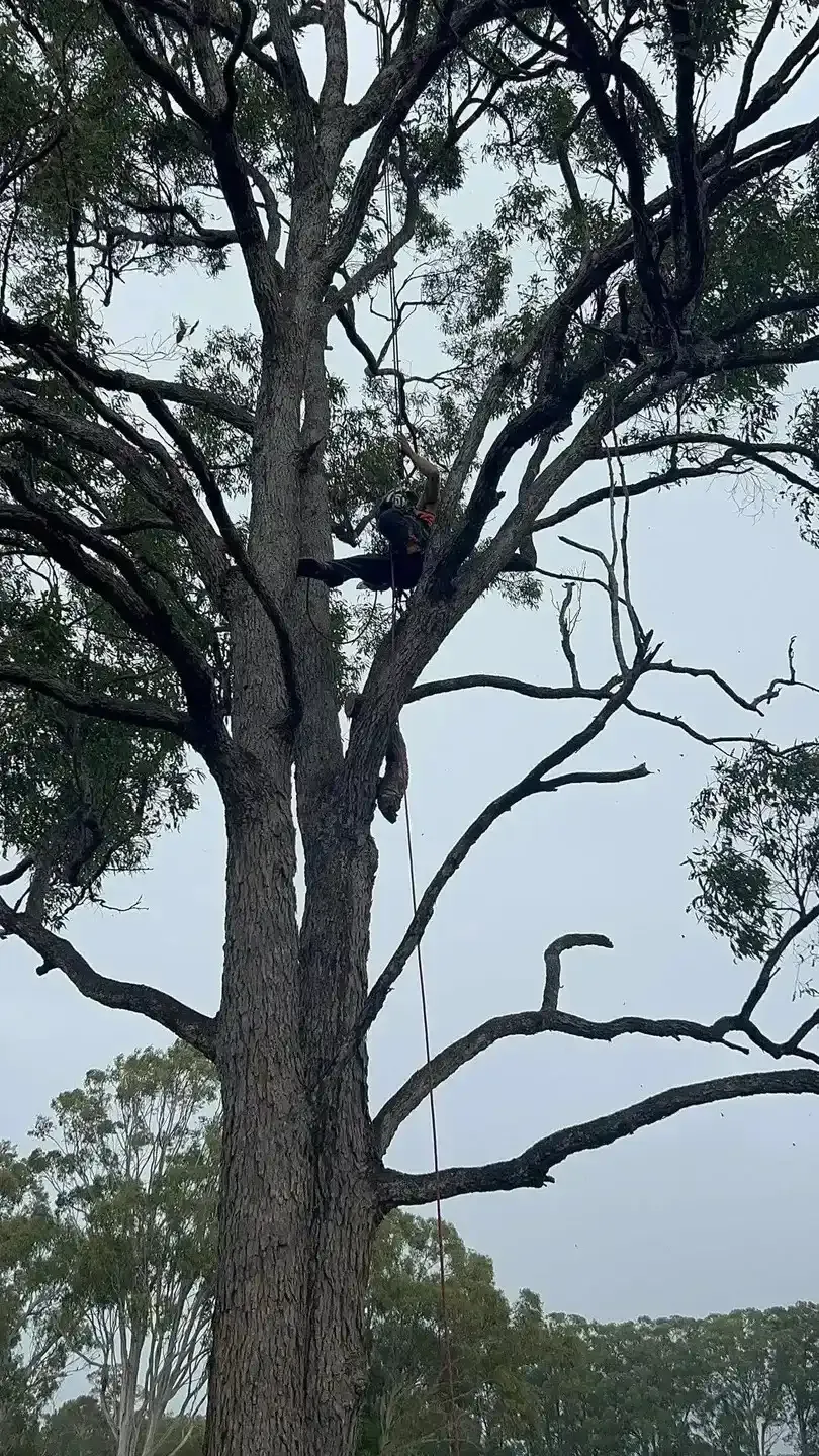 A Person is Climbing a Tree With a Chainsaw — Hinterland Tree & Stump Removal in Caloundra, QLD