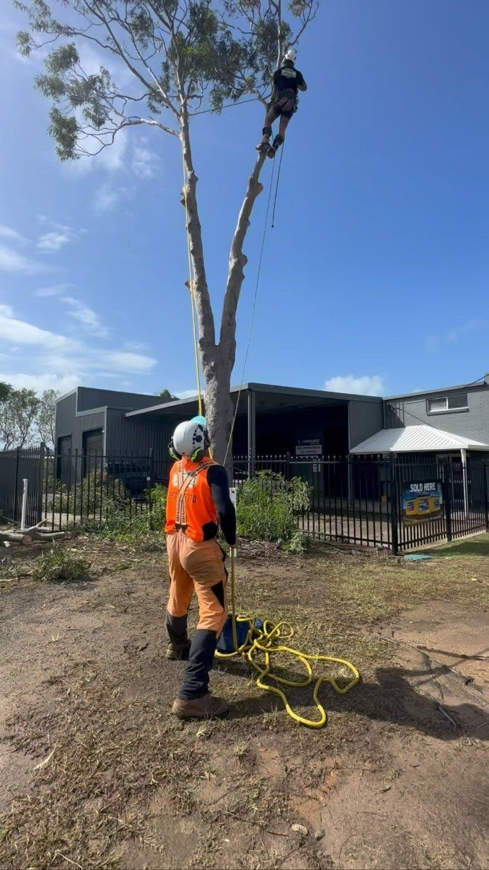 A Man Is Standing Next to A Tree in A Yard — Hinterland Tree & Stump Removal in Palmview, QLD