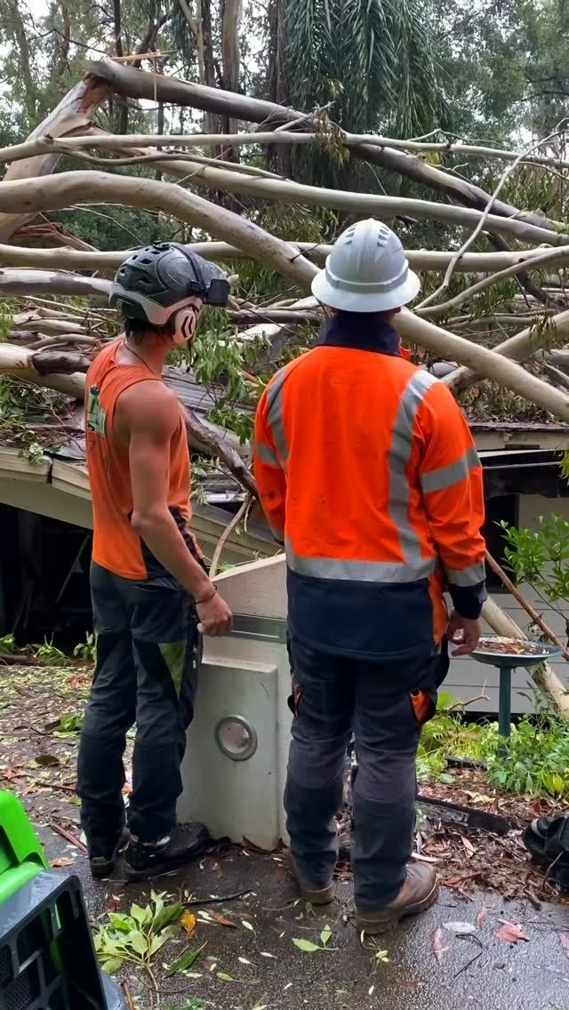 Two Men Are Standing Next to A Pile of Fallen Trees — Hinterland Tree & Stump Removal in Noosa, QLD