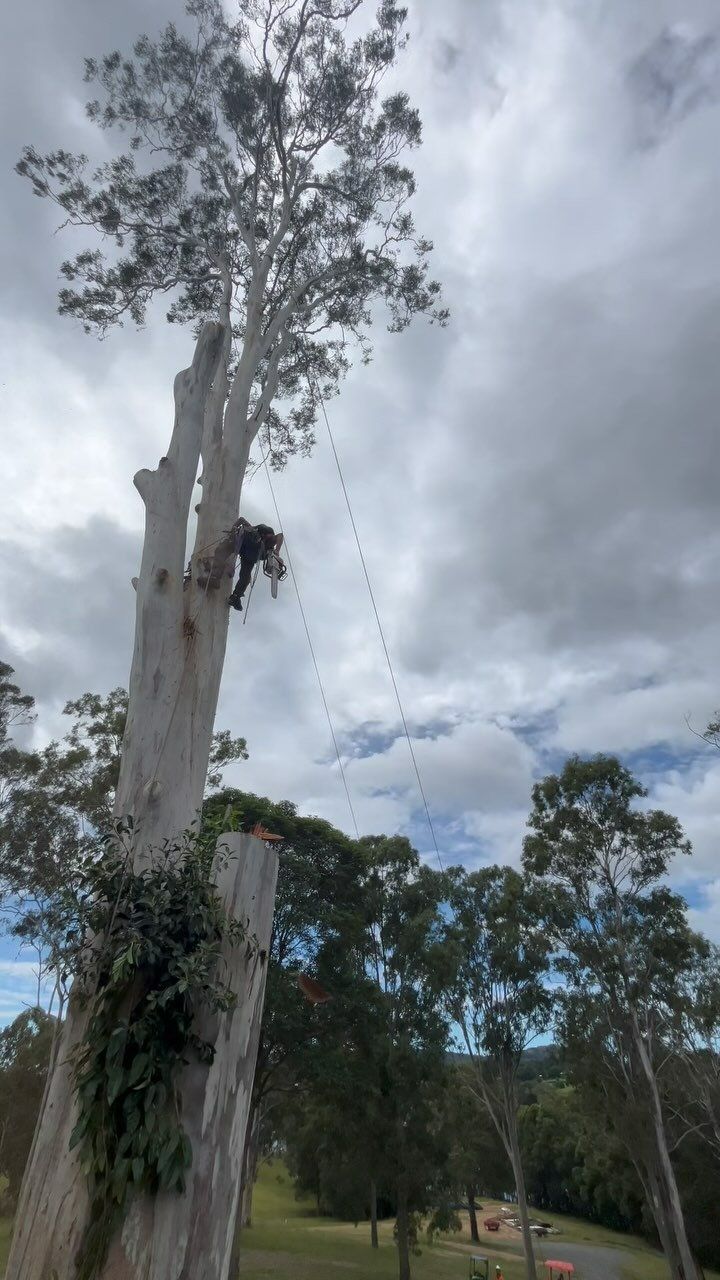 A Man Is Climbing a Tree with A Chainsaw — Hinterland Tree & Stump Removal in Kawana, QLD