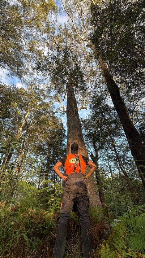 A Man Is Standing Next to A Large Tree in The Woods — Hinterland Tree & Stump Removal in Palmview, QLD