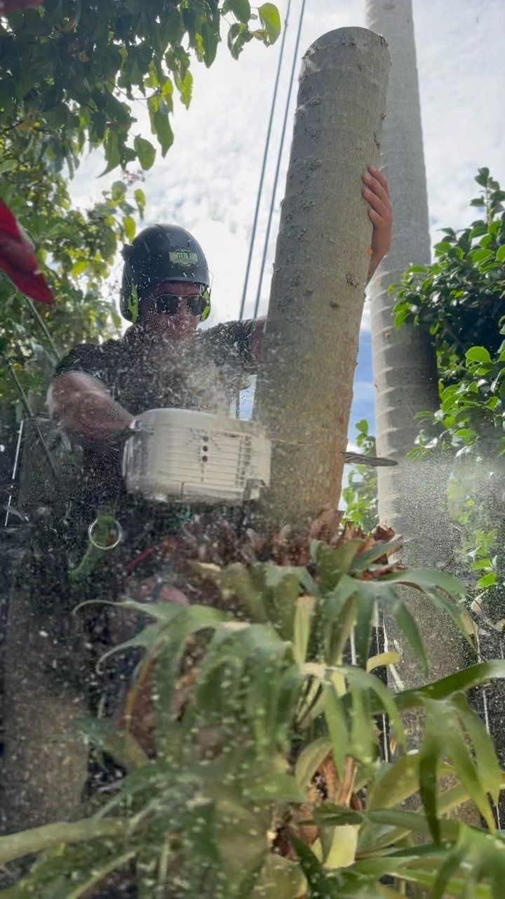 A Man Is Cutting a Tree with A Chainsaw — Hinterland Tree & Stump Removal in Palmview, QLD