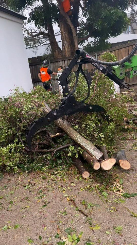 A Pile of Logs Is Sitting on The Ground Next to A Tree — Hinterland Tree & Stump Removal in Coolum, QLD