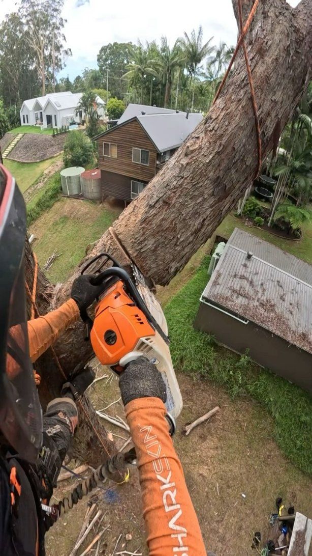 A Man Is Cutting a Tree with A Chainsaw — Hinterland Tree & Stump Removal in Palmview, QLD