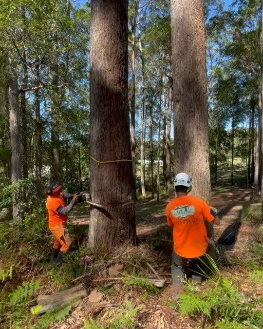 Two Men Are Cutting a Tree in The Woods with A Chainsaw — Hinterland Tree & Stump Removal in Maleny, QLD