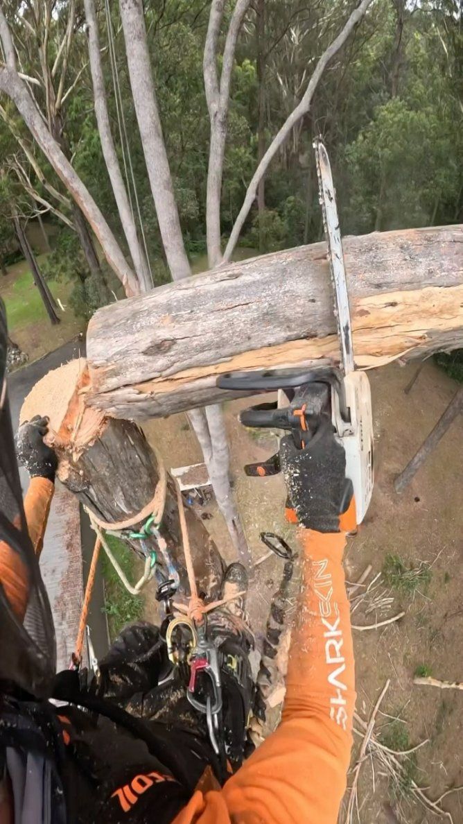 A Man Is Cutting a Log with A Chainsaw in A Tree — Hinterland Tree & Stump Removal in Palmview, QLD