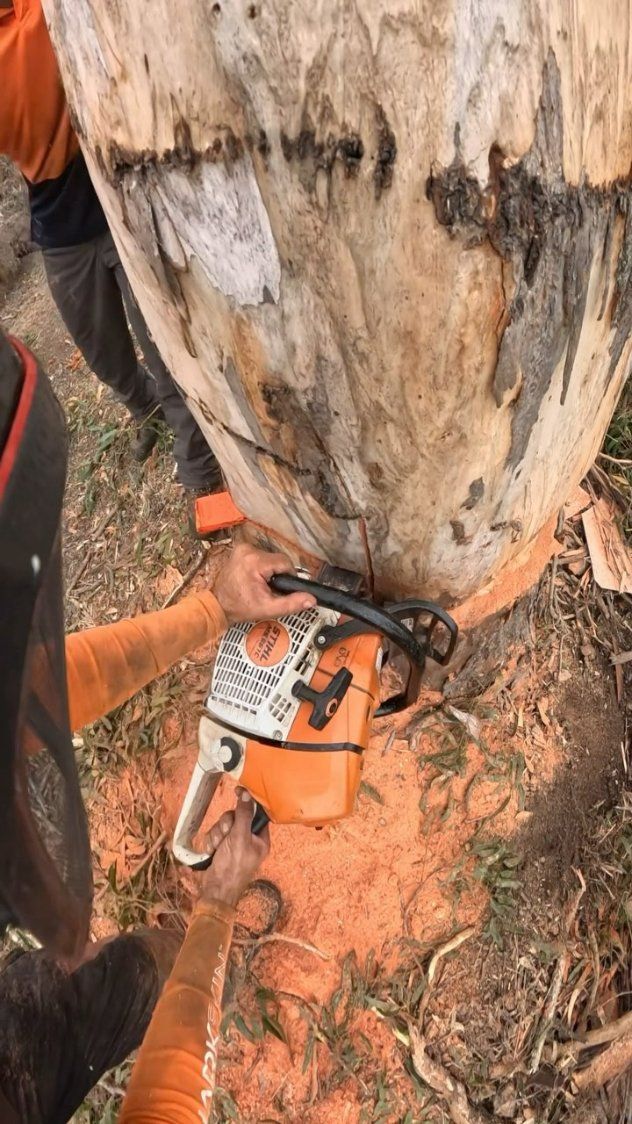 A Person Is Cutting a Tree with A Chainsaw — Hinterland Tree & Stump Removal in Montville, QLD