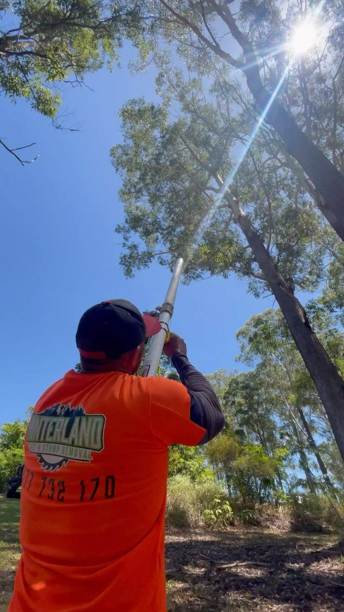 A Man Is Cutting a Tree with A Chainsaw — Hinterland Tree & Stump Removal in Buderim, QLD