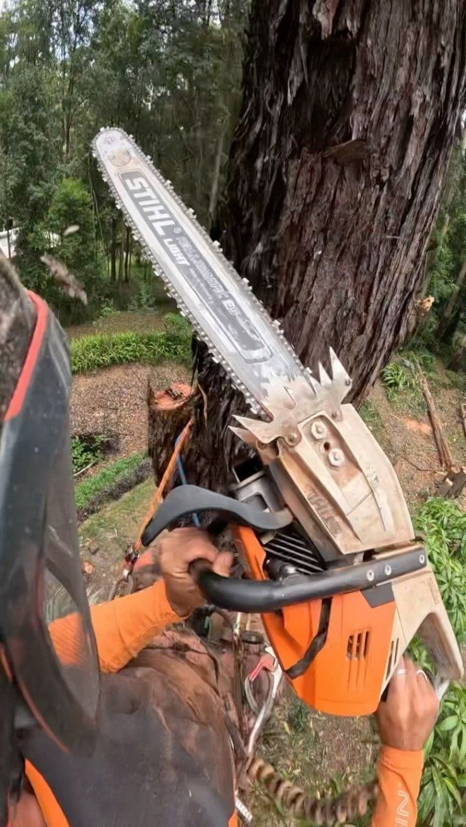 A Person Is Using a Chainsaw to Cut a Tree — Hinterland Tree & Stump Removal in Maroochydore, QLD