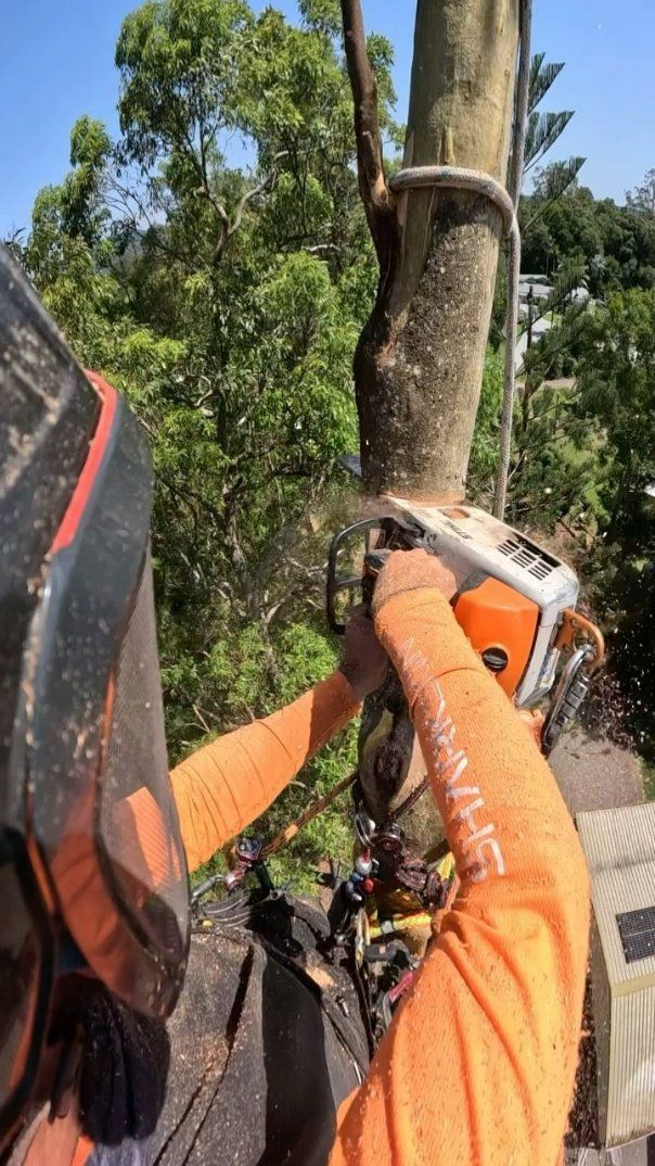 A Man Is Cutting a Tree with A Chainsaw — Hinterland Tree & Stump Removal in Palmview, QLD