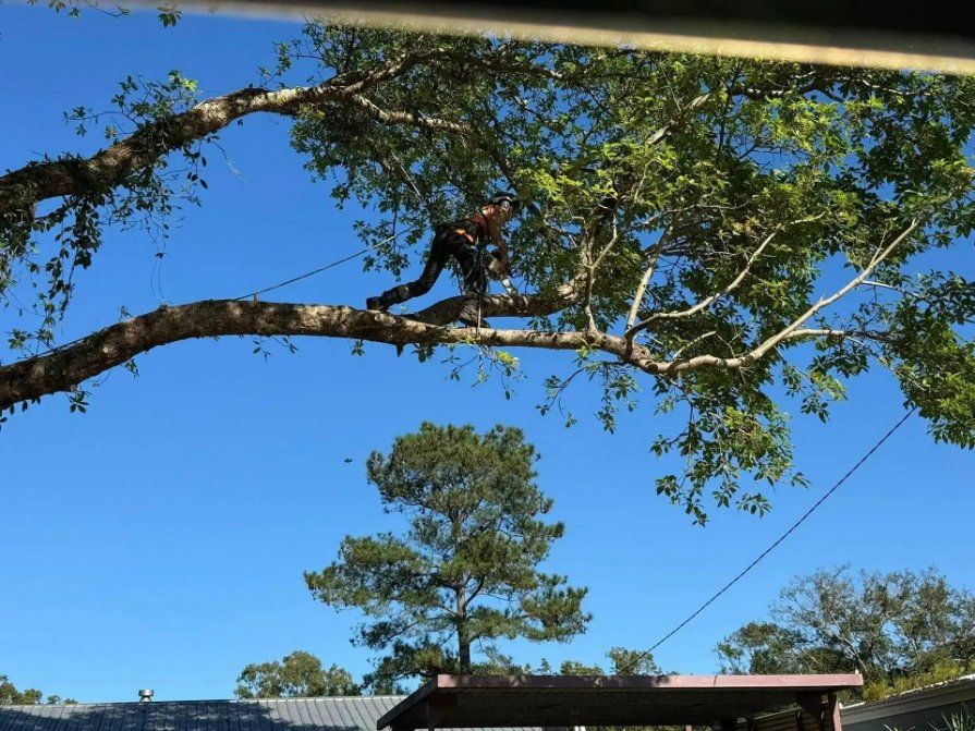 A Man Is Climbing a Tree with A Chainsaw — Hinterland Tree & Stump Removal in Palmview, QLD