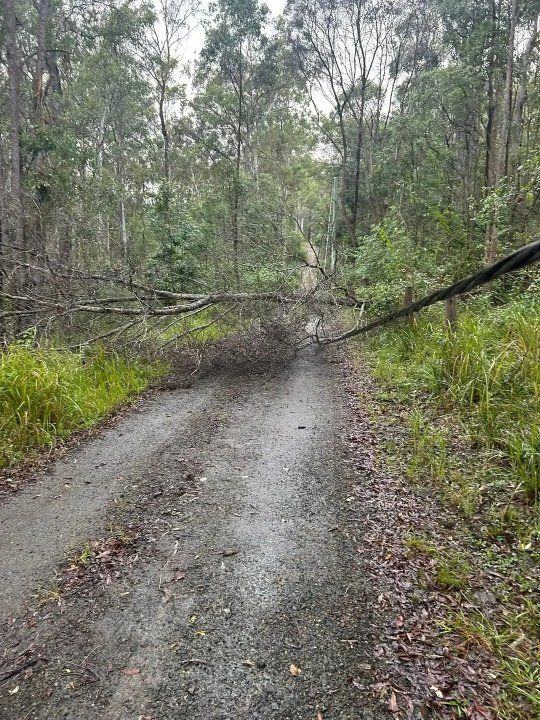 A Dirt Road in The Middle of A Forest with A Tree Fallen on It — Hinterland Tree & Stump Removal in Palmview, QLD