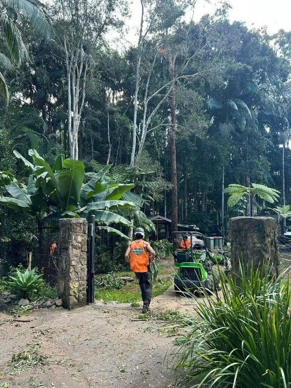 A Man in An Orange Vest Is Walking Through a Lush Green Forest — Hinterland Tree & Stump Removal in Eumundi, QLD