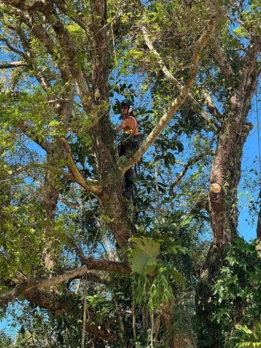 A Man Is Climbing a Tree with A Chainsaw — Hinterland Tree & Stump Removal in Kawana, QLD
