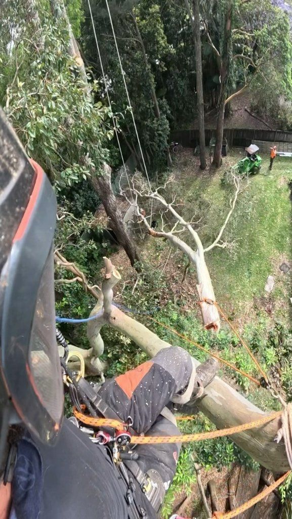 A Person Is Cutting a Tree with A Chainsaw in A Forest — Hinterland Tree & Stump Removal in Glass House Mountains, QLD