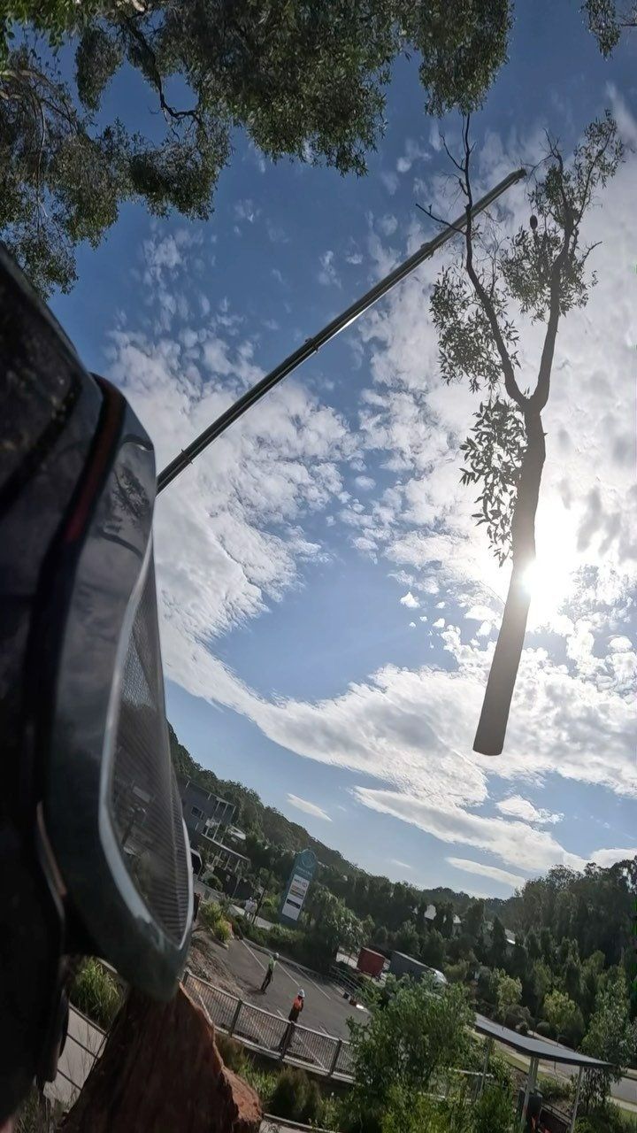 A Person Is Taking a Picture of A Tree with A Camera — Hinterland Tree & Stump Removal in Caloundra, QLD