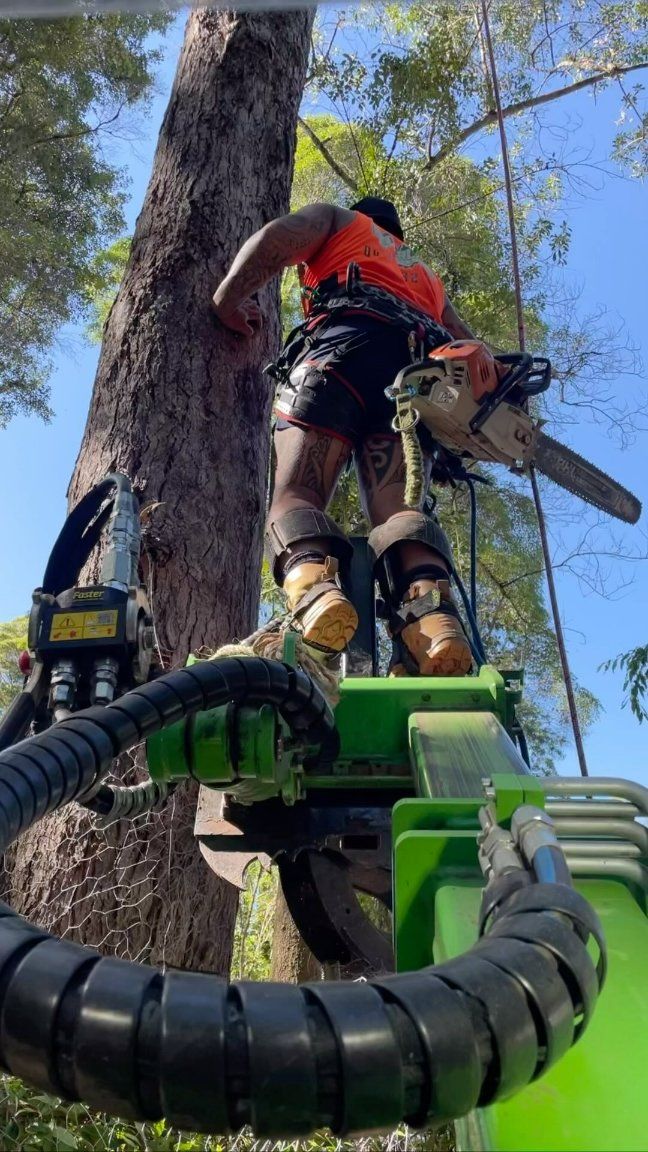 A Man Is Cutting a Tree with A Chainsaw — Hinterland Tree & Stump Removal in Palmview, QLD