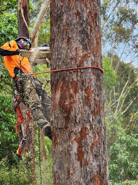 A Man Is Cutting Down a Tree with A Chainsaw — Hinterland Tree & Stump Removal in Palmview, QLD