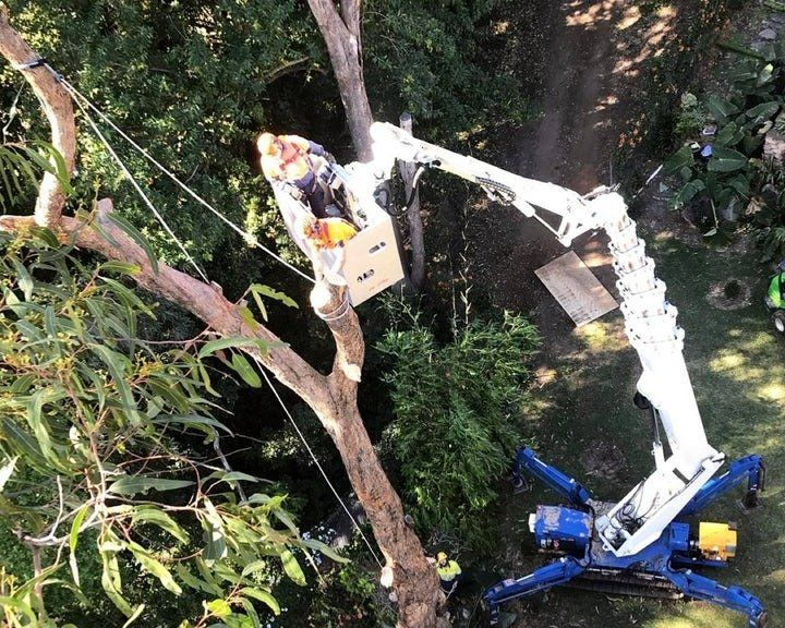 A Man Is Cutting a Tree with A Crane — Hinterland Tree & Stump Removal in Eumundi, QLD