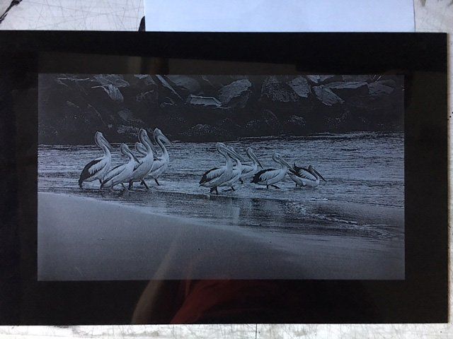 A black and white photo of pelicans on a beach