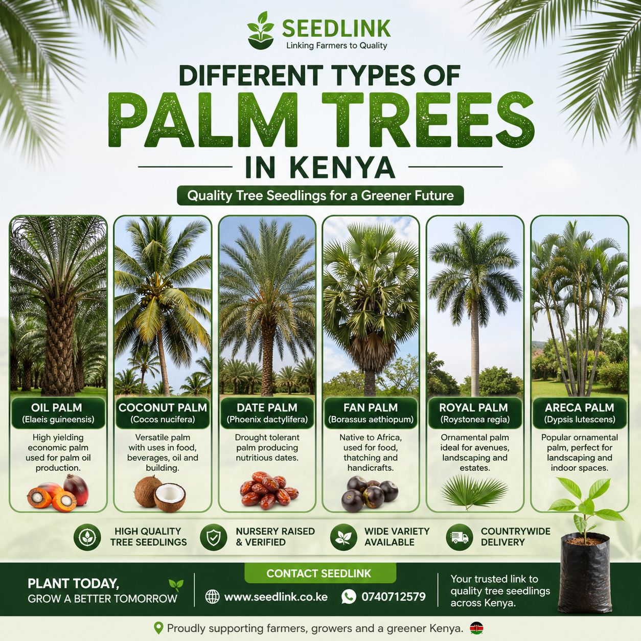 Infographic of different palm trees in Kenya with labeled photos and seedlink logo on green background