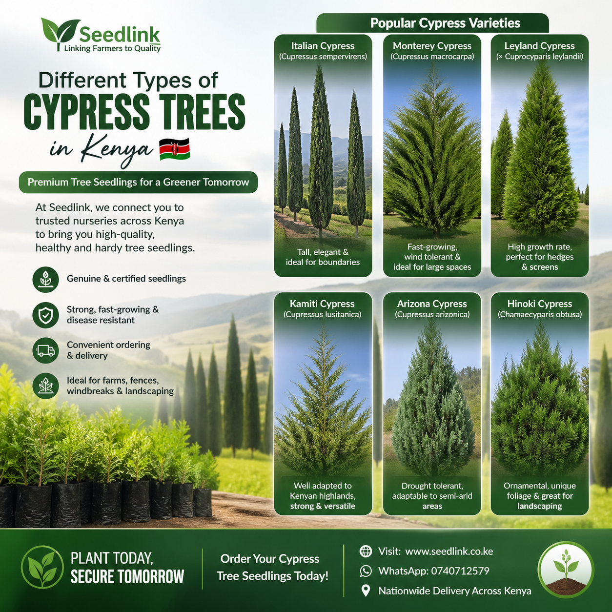 Poster showing different types of cypress trees with labeled photos and planting tips, in green tones