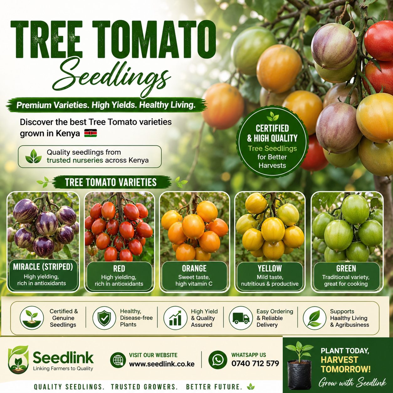 Tree tomato seedlings poster with ripe fruit, varieties, and planting info in green and yellow.