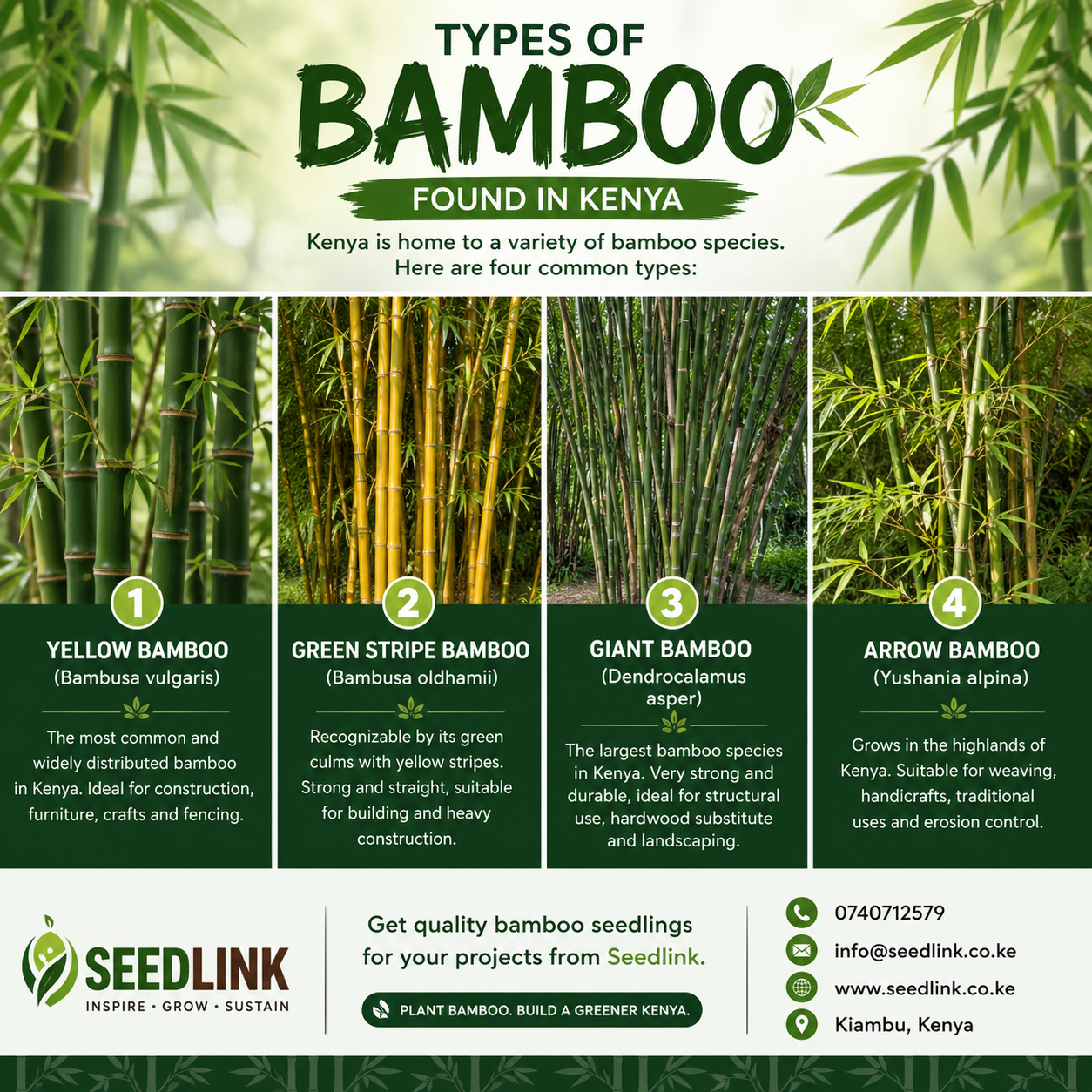 Infographic of bamboo types found in Kenya, with four bamboo photos and Seedlink contact details.