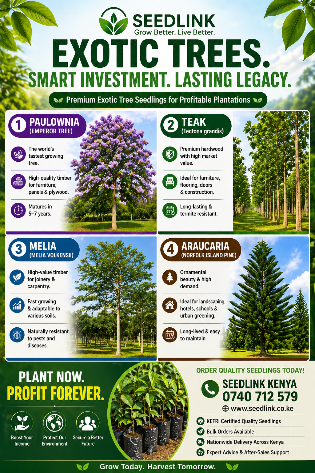 Seedlink Exotic Tree ad with four tree options, benefits, and contact details on a green forest background