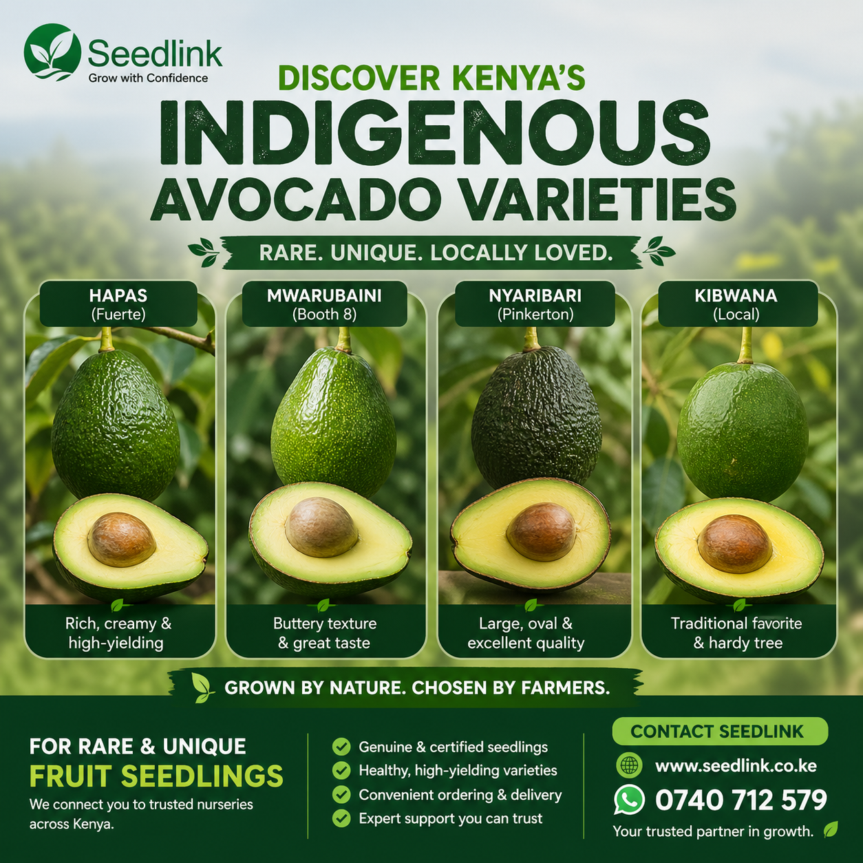 Poster promoting Kenya’s indigenous avocado varieties, showing four avocado types and contact details