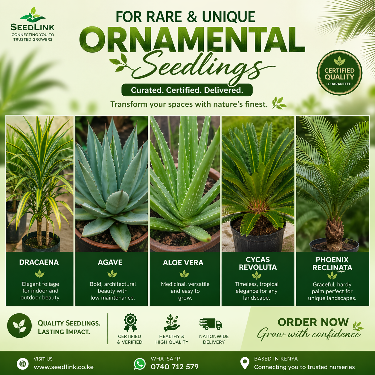 Promo for rare ornamental seedlings in green, featuring dracaena, agave, aloe vera, cycas revoluta, and phoenix plants.