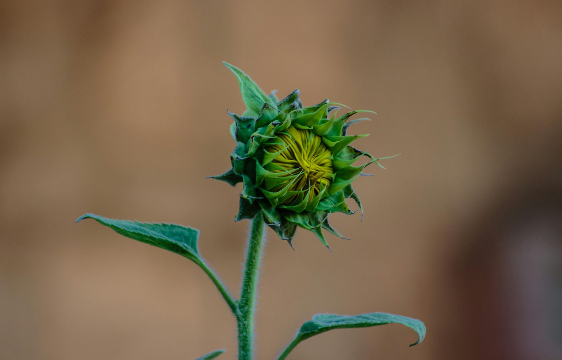 A young, tightly closed sunflower bud on a thin green stem with two leaves, set against a soft, out-of-focus brown