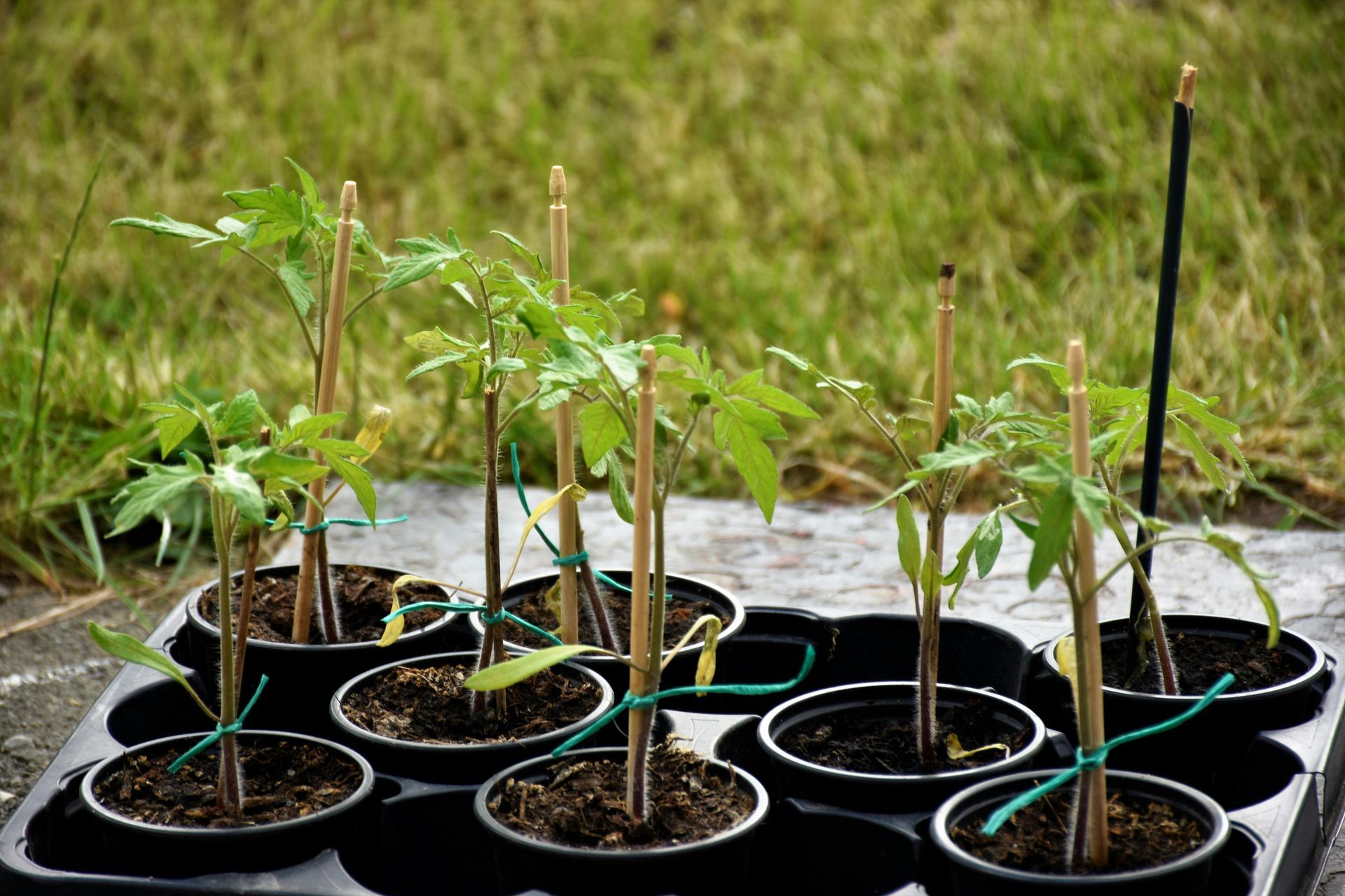 Small tomato seedlings in individual black plastic pots, each supported by a small wooden stake, set on a garden patio.