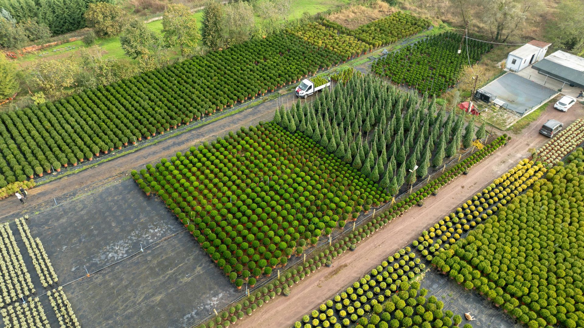 An aerial view of a large nursery featuring neatly arranged rows of green coniferous trees, shrubs, and dirt pathways.