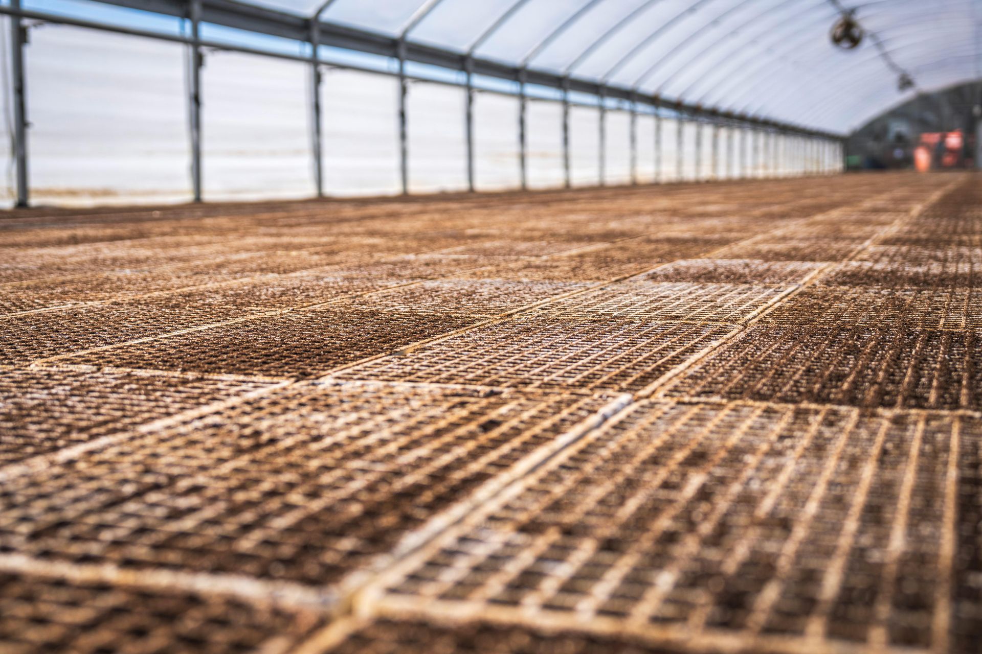 Rows of seedling trays filled with soil inside a large, arched plastic greenhouse.