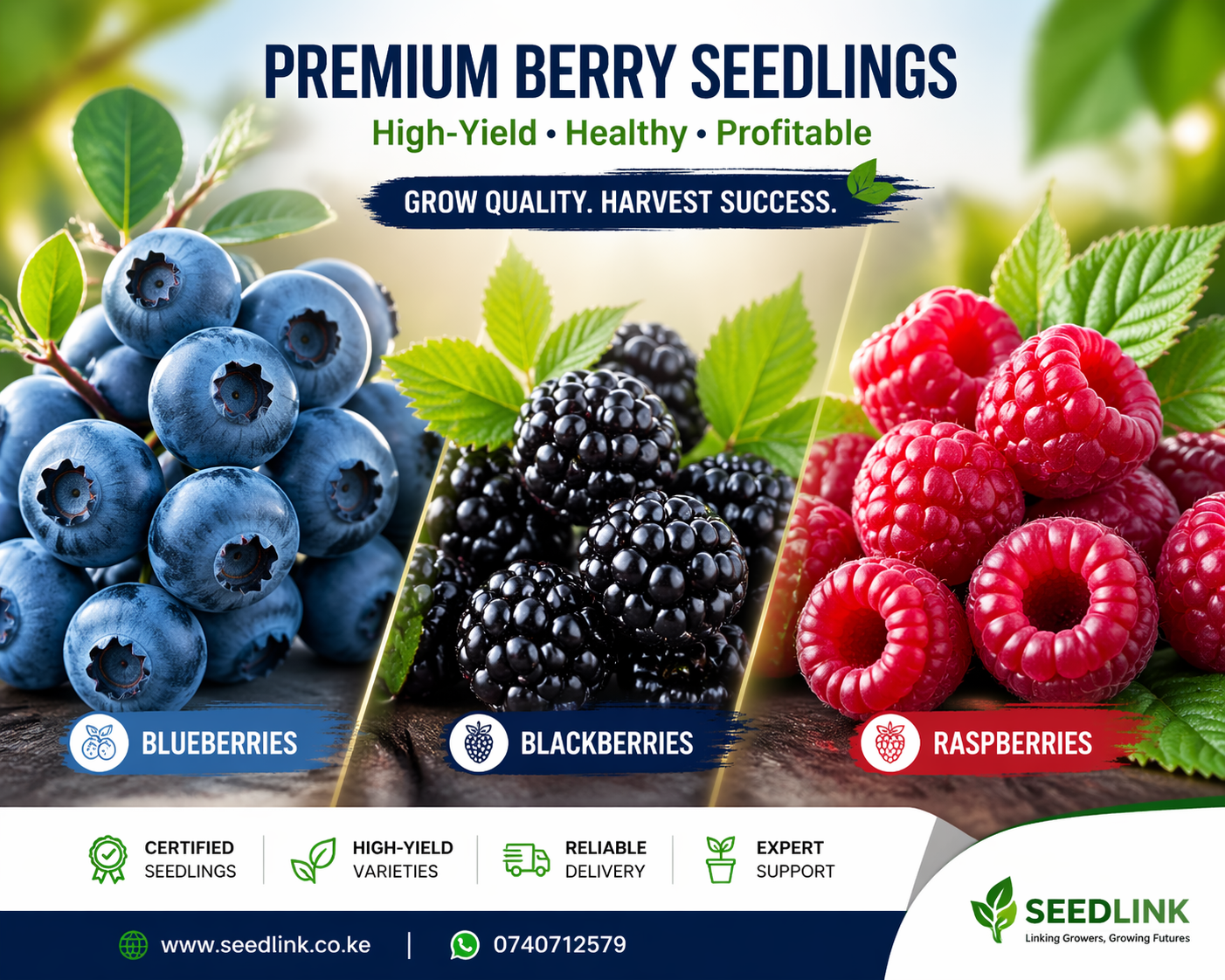 Premium berry seedlings ad with blueberries, blackberries, and raspberries on a green background
