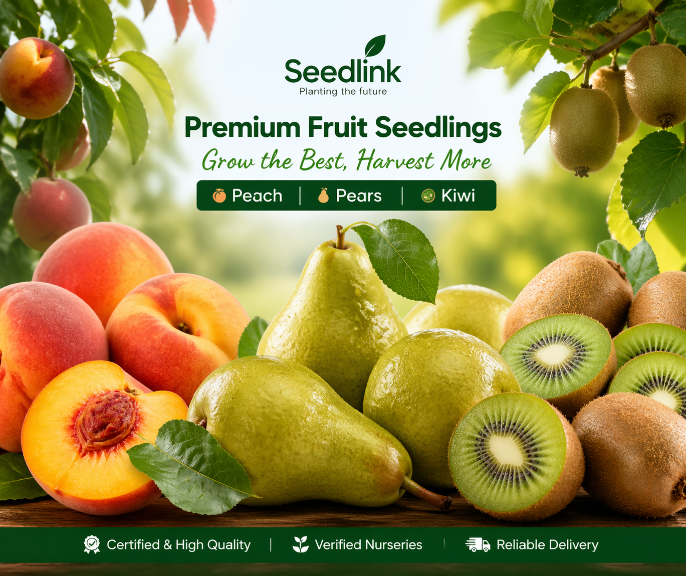 Seedlink premium fruit seedlings poster with peaches, pears, kiwis and green leaves
