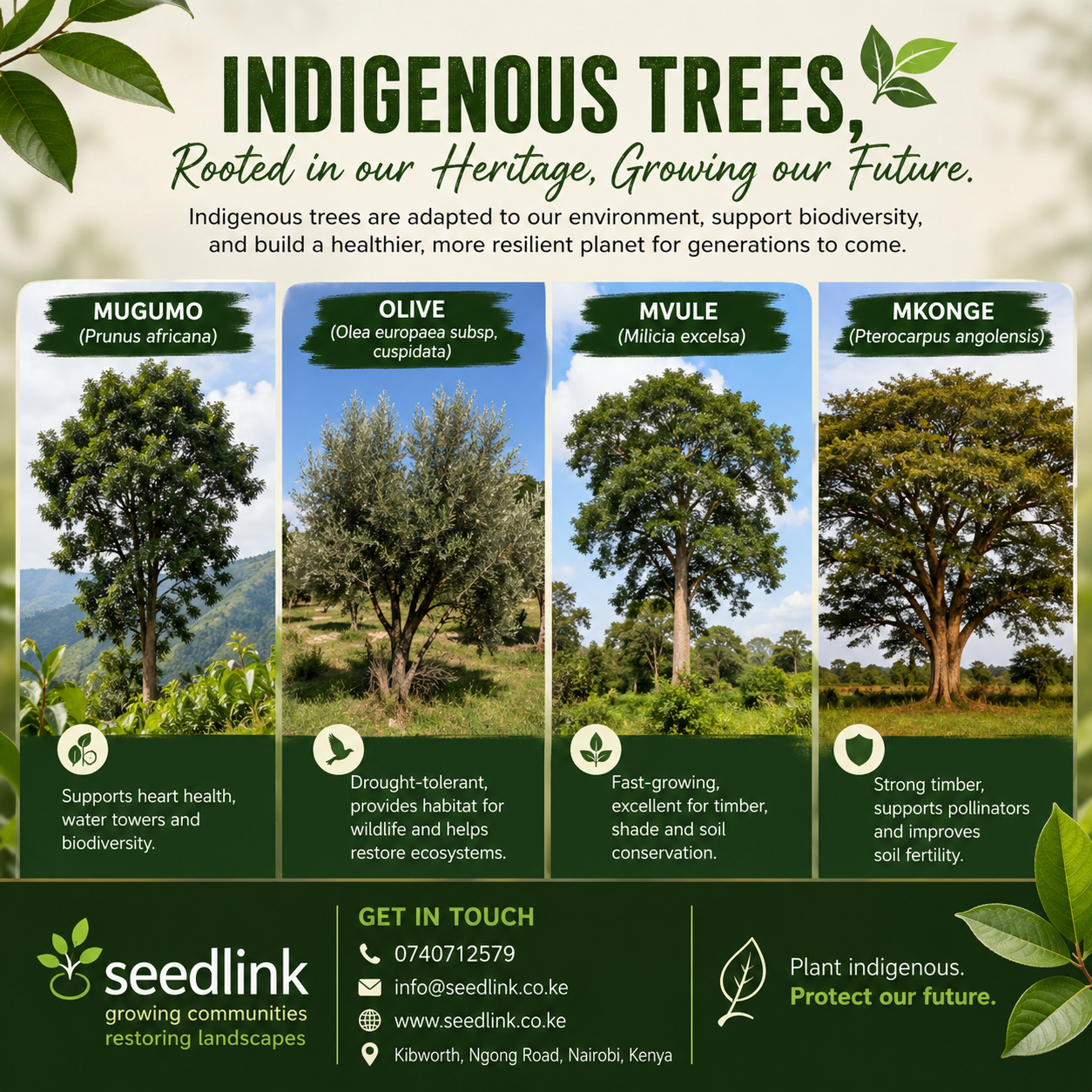 Poster featuring four indigenous trees—mugumo, olive, mvule, and mugumo—with Seedlink branding and green text.
