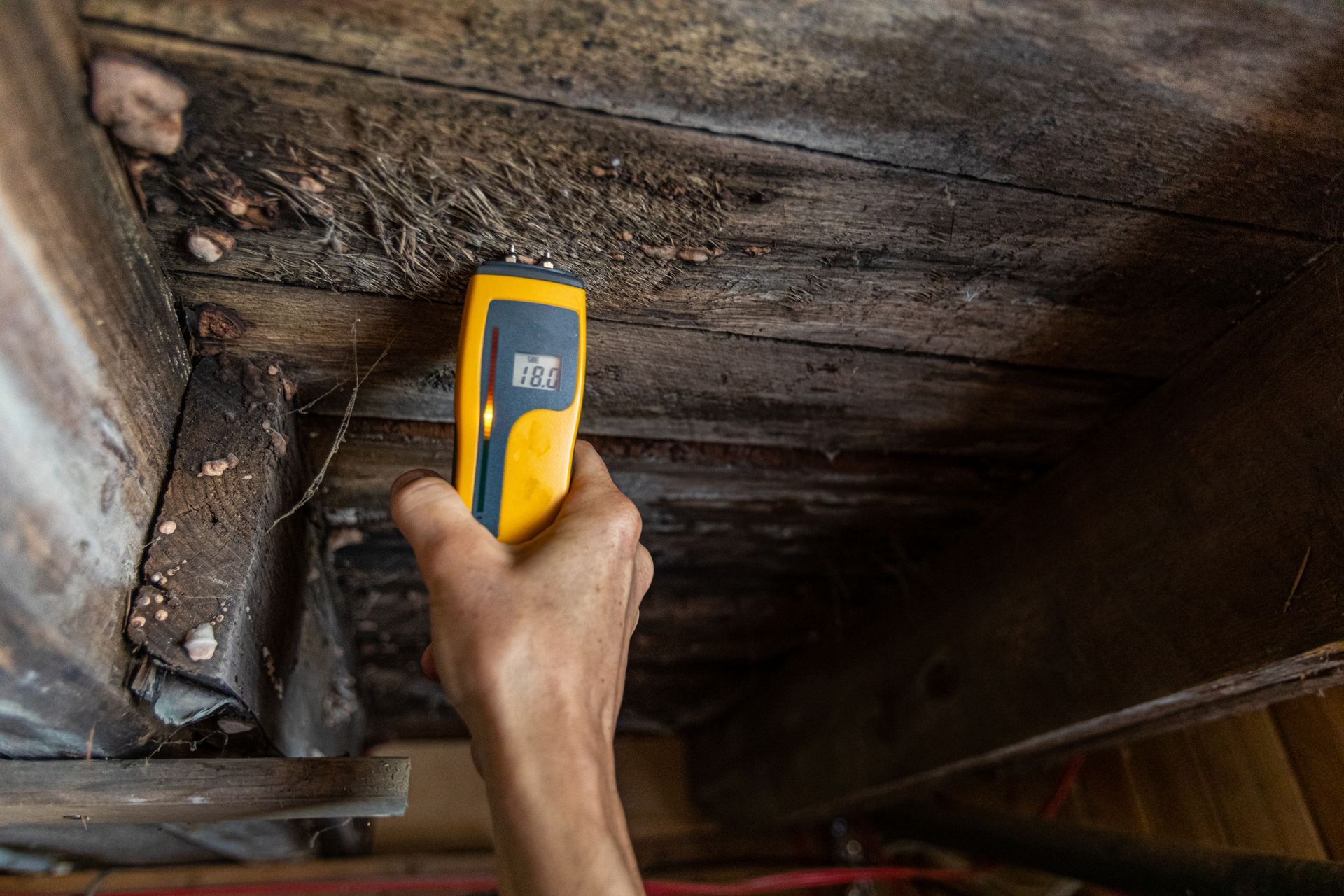 Mold Testing Near Me Mold Testing Near Me