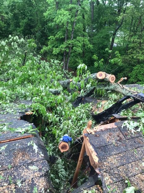 Downed tree blocking roof, with broken branches and cut limbs amid wet green forest.