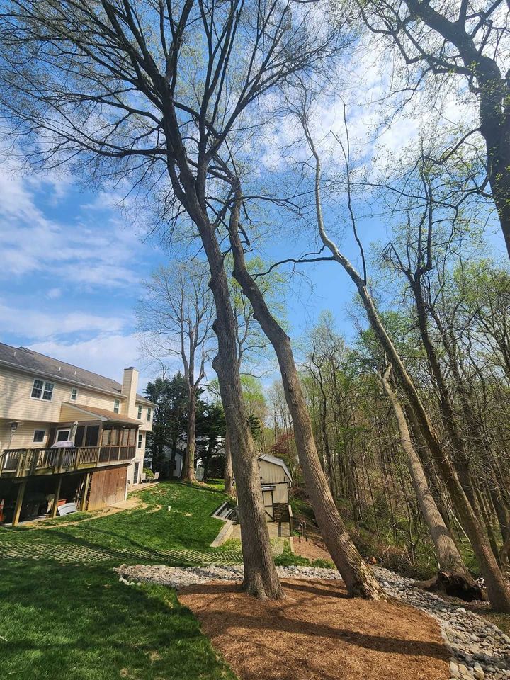 Tall trees beside a house on a sloped hillside under a blue sky