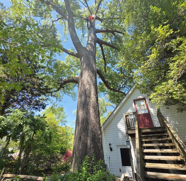 Tall tree beside a white house with red door and wooden stairs under a blue sky