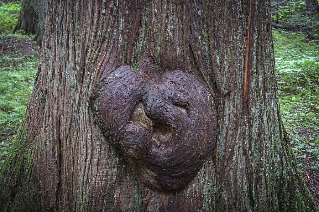 burls on tree