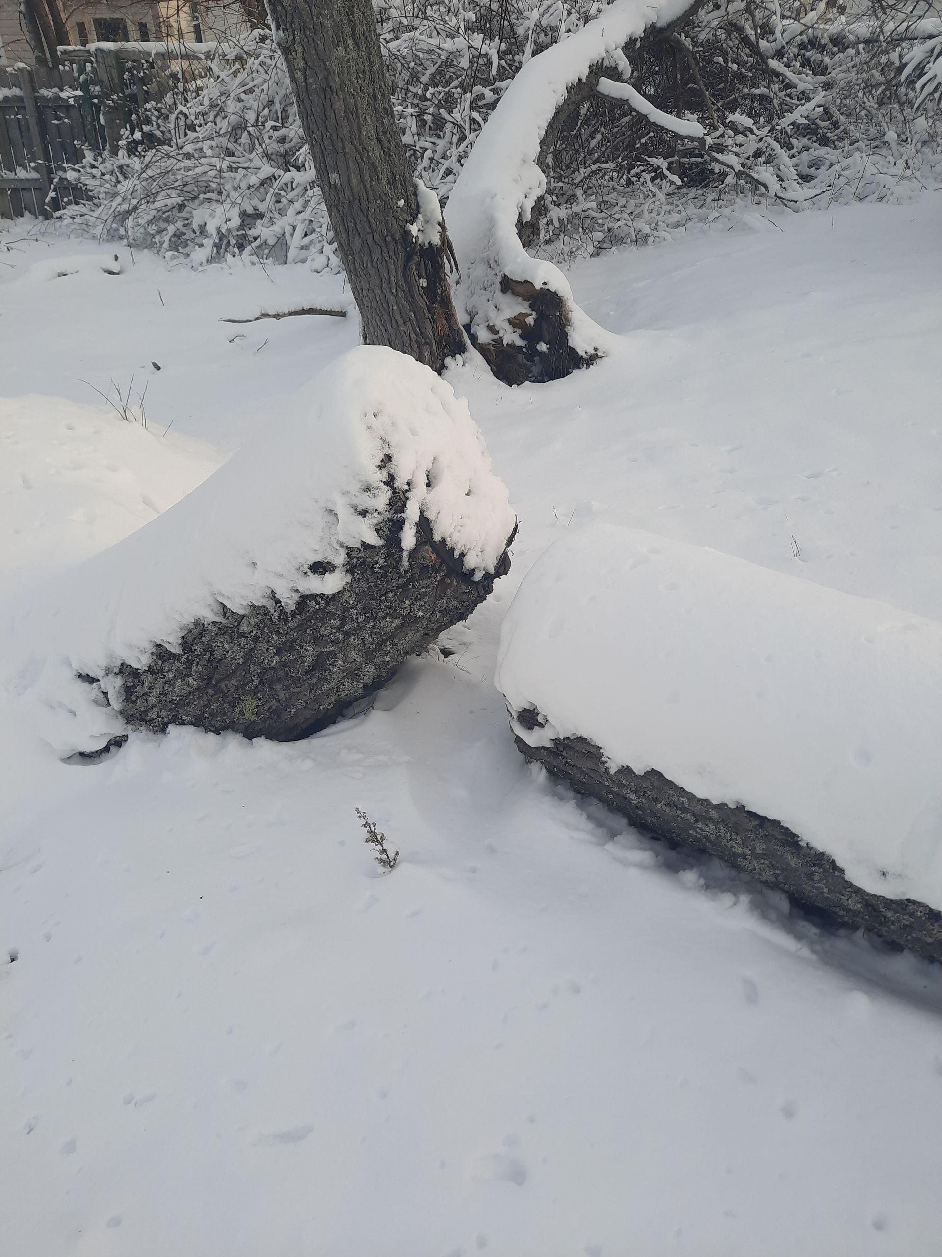 A tree is covered in snow and a rock is covered in snow.