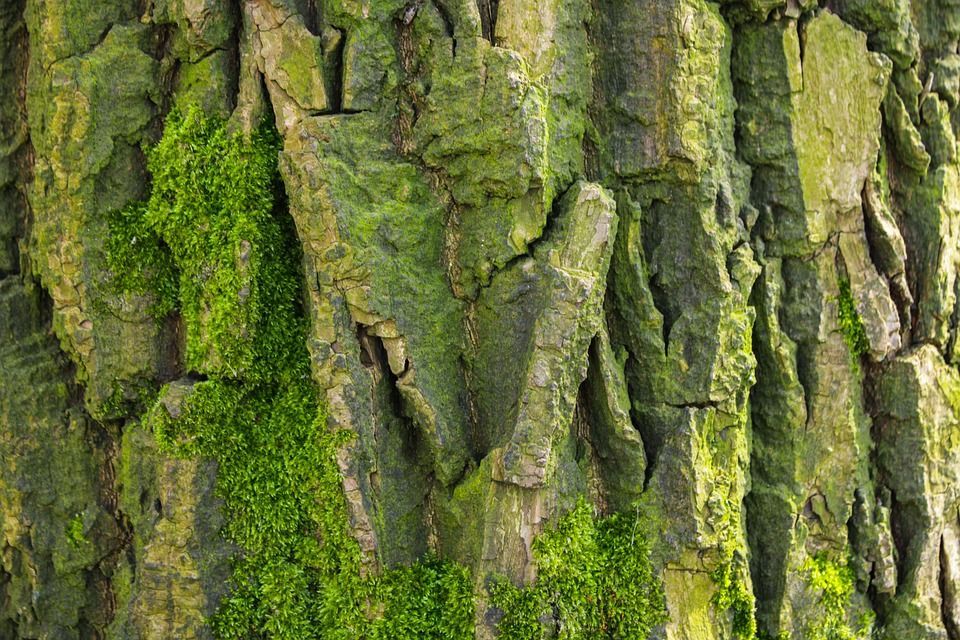 tree services in Metchosin