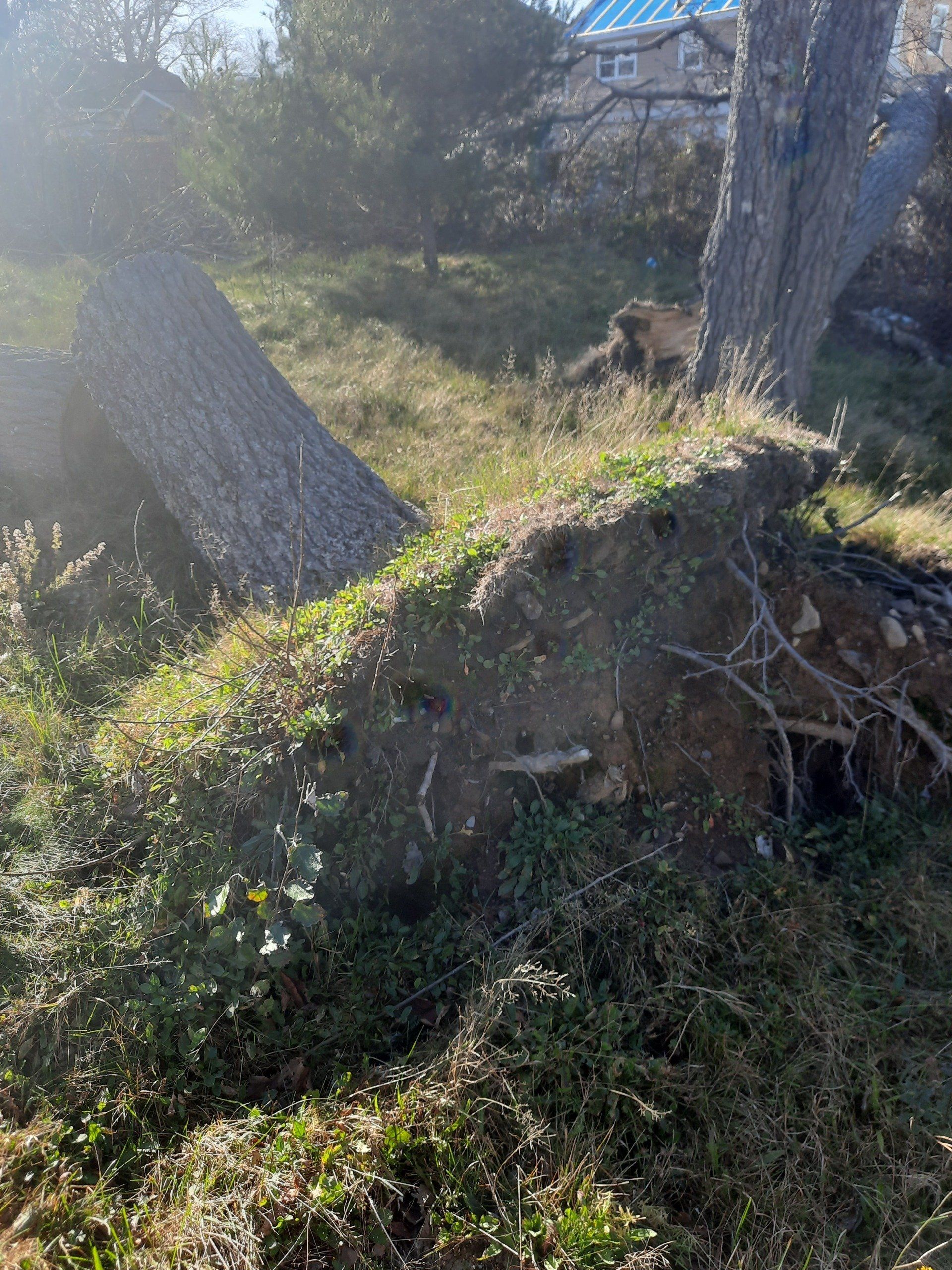 emergency tree service victoria bc