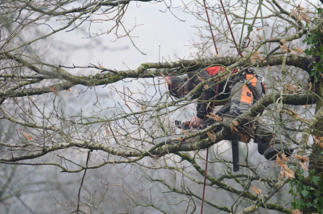 tree storm damage care