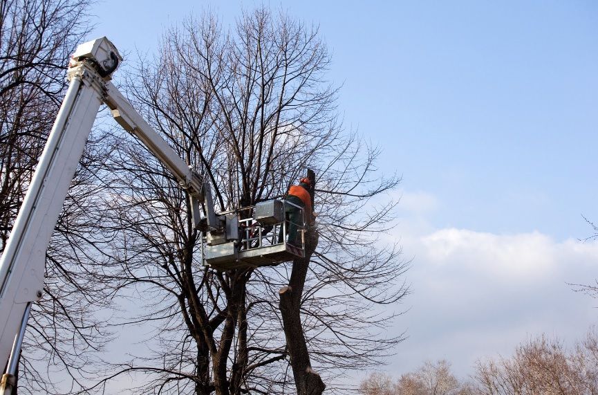 A man is cutting a tree with a crane.