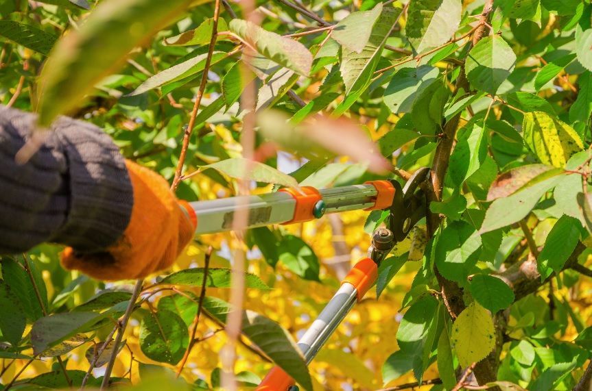 tree nurse disease treatment for at risk trees