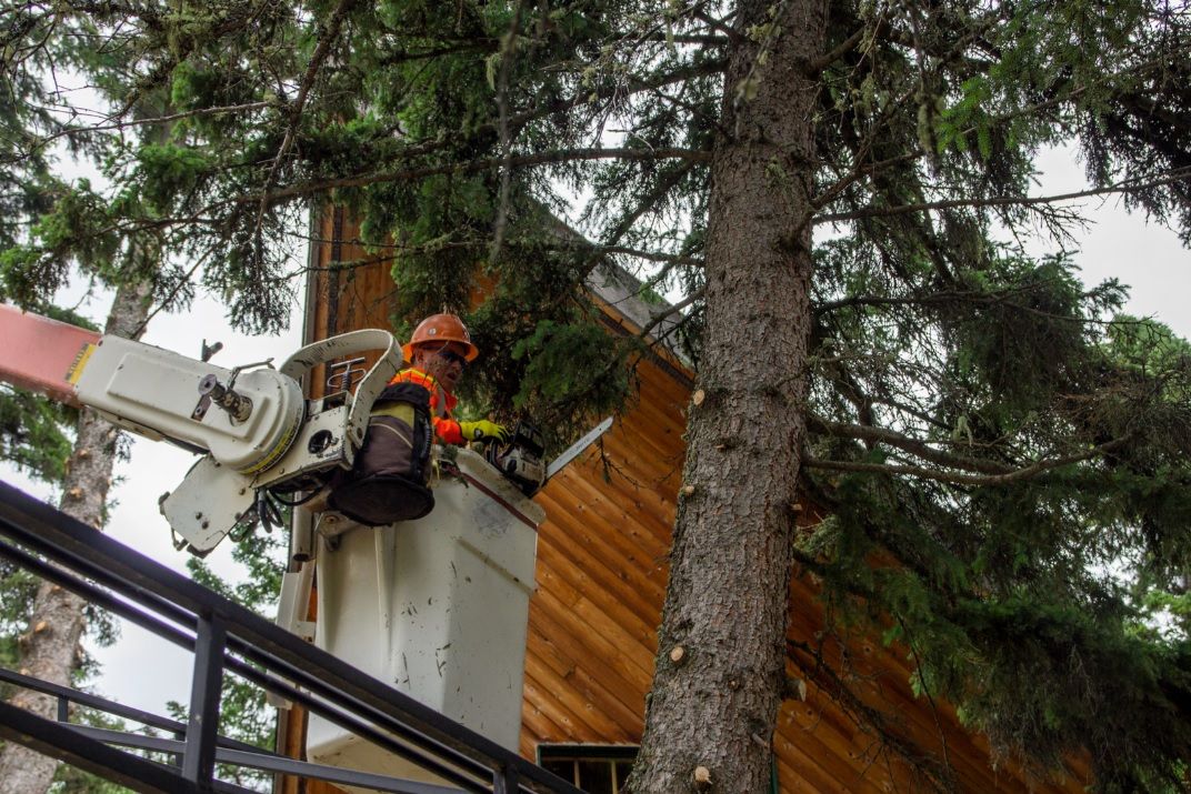 A man in a bucket is cutting a tree in front of a house.